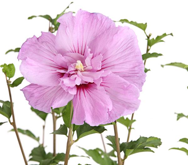 Hibiskus 'Lavender Chiffon®' - Garten-Eibisch