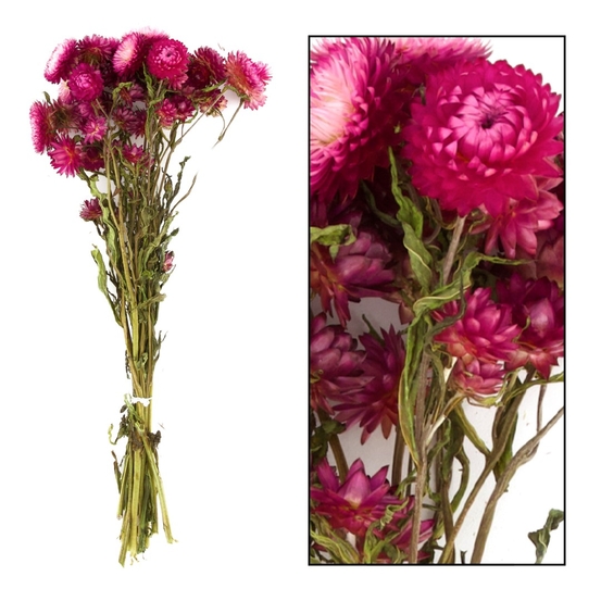 Bouquet de fleurs séchées Helichrysum Rose