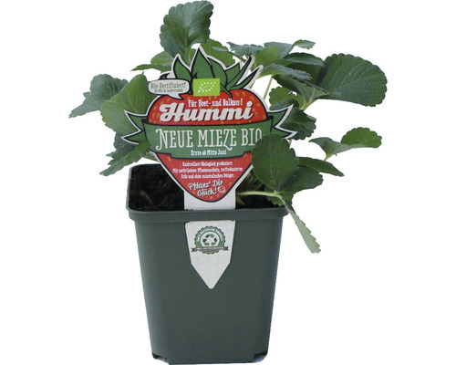 Biologische Aardbei Hummi® New Kitty FloraSelf Floralie Tuinieren met Kinderen Ø 9 cm Pot