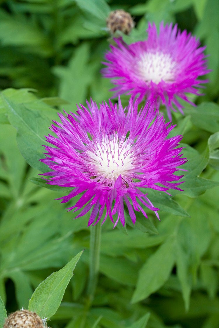 Korenbloem (Centaurea dealbata) D 11 H 10 cm