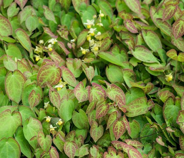 Bio Elfenblume 'Sulphureum'