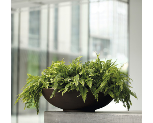Plantenschaal Lafiora Liam Ø 60 cm H 16,5 cm roest