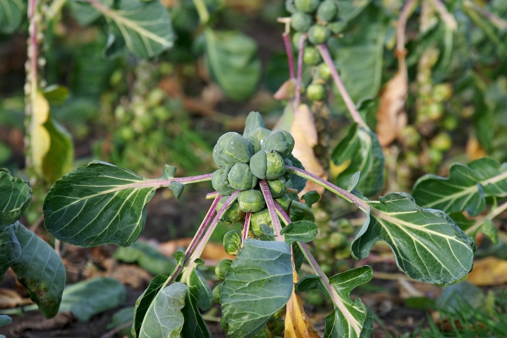 Jardin dans le sac - bio - chou de bruxelles - groninger - 30 graines - brassica oleracea var. Gemmifera