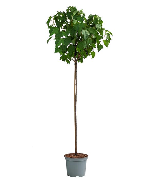 Johannisbeere 'Schwarze Perle'