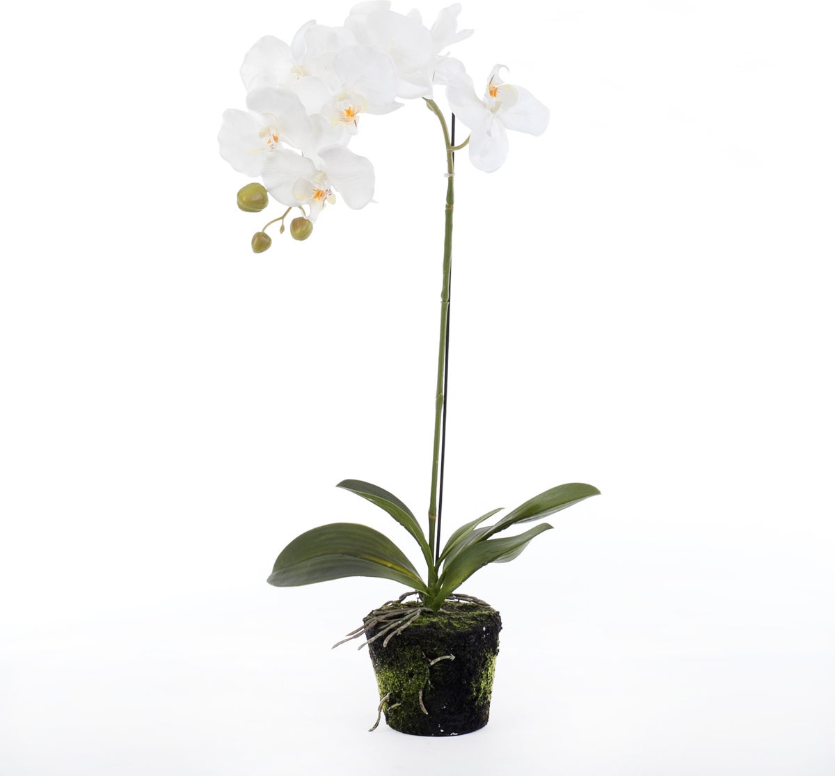 Intratuin kunstplant Vlinderorchidee D 30 H 60 cm wit