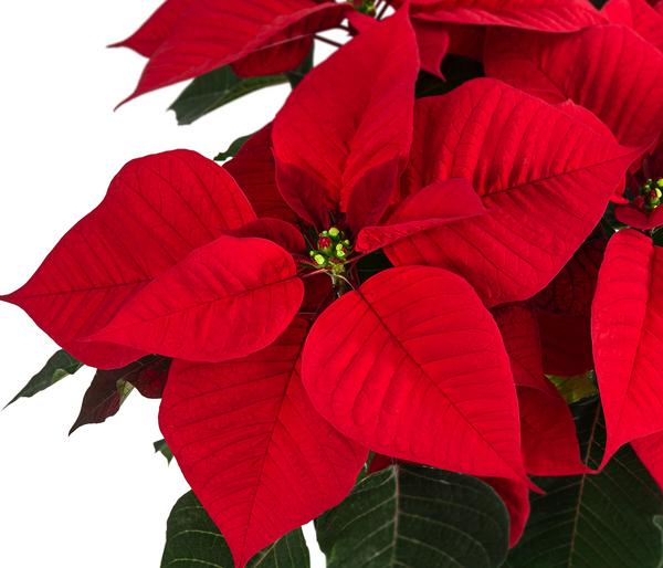 Weihnachtsstern - Euphorbia pulcherrima