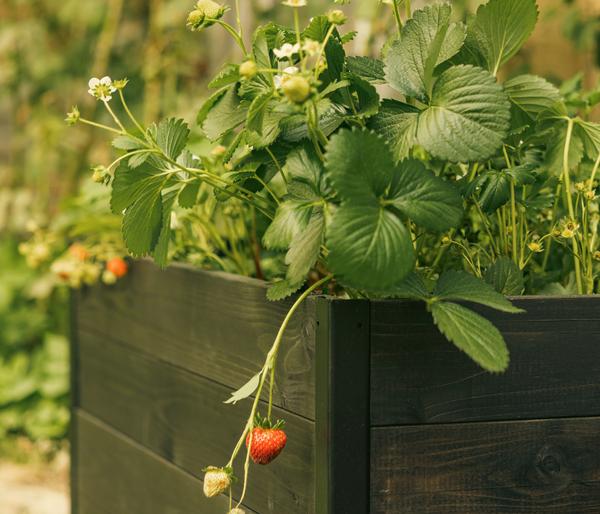 Upyard Holz-Hochbeet GardenBox I-Box, ca.