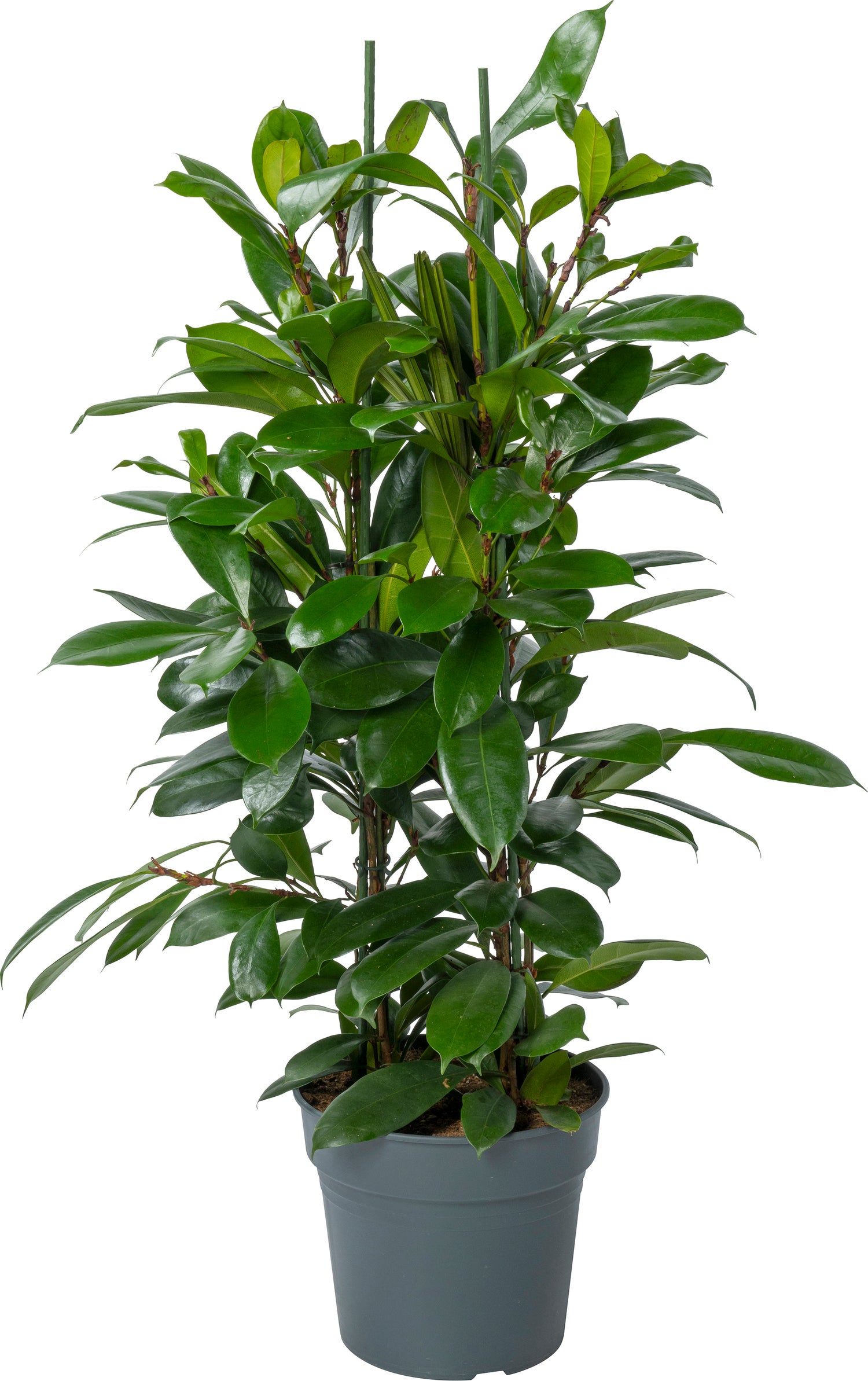 Groene vijg (Ficus cyathistipula) D 30 H 115 cm