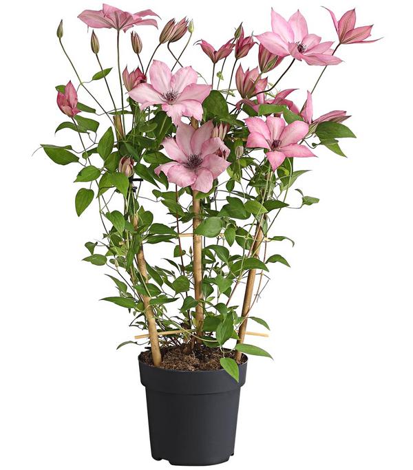 Waldrebe - Clematis, Rankhilfe