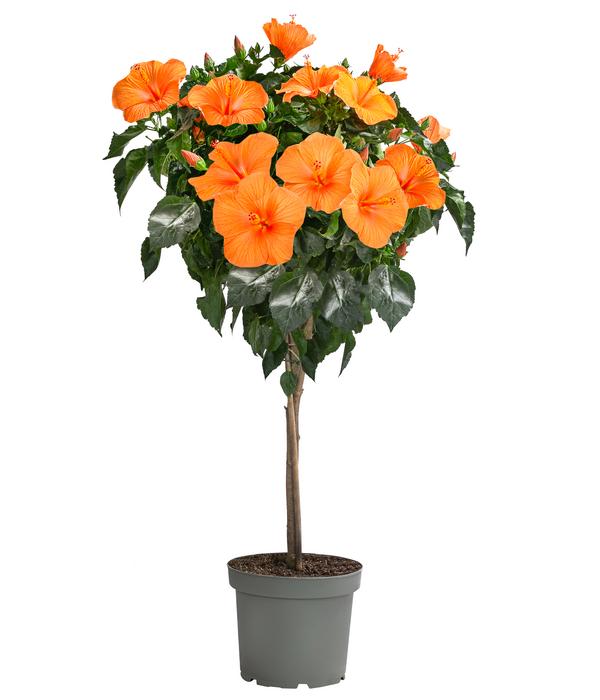 Zimmerhibiskus - Hibiscus rosa-sinensis,