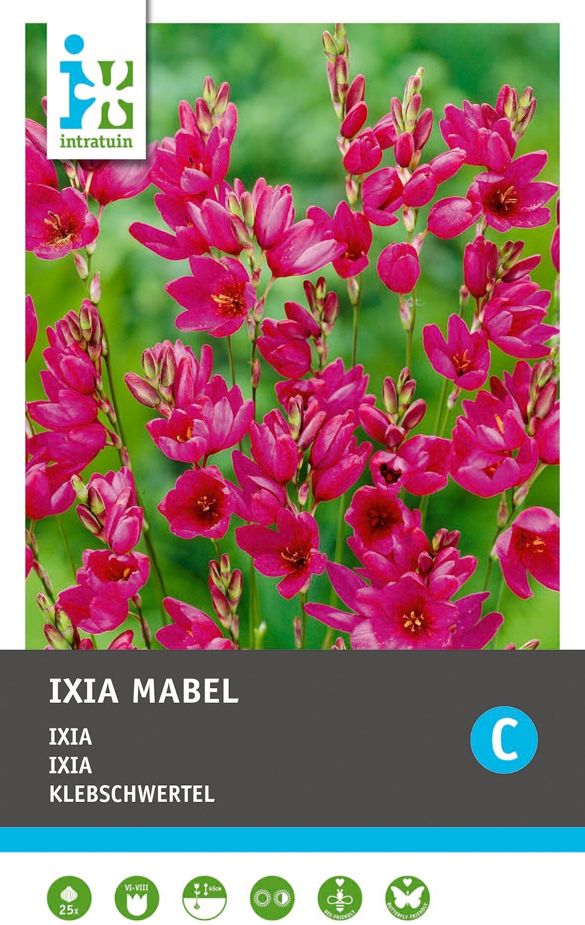Intratuin bloembollen Ixia (Ixia 'Mabel') 25 stuks