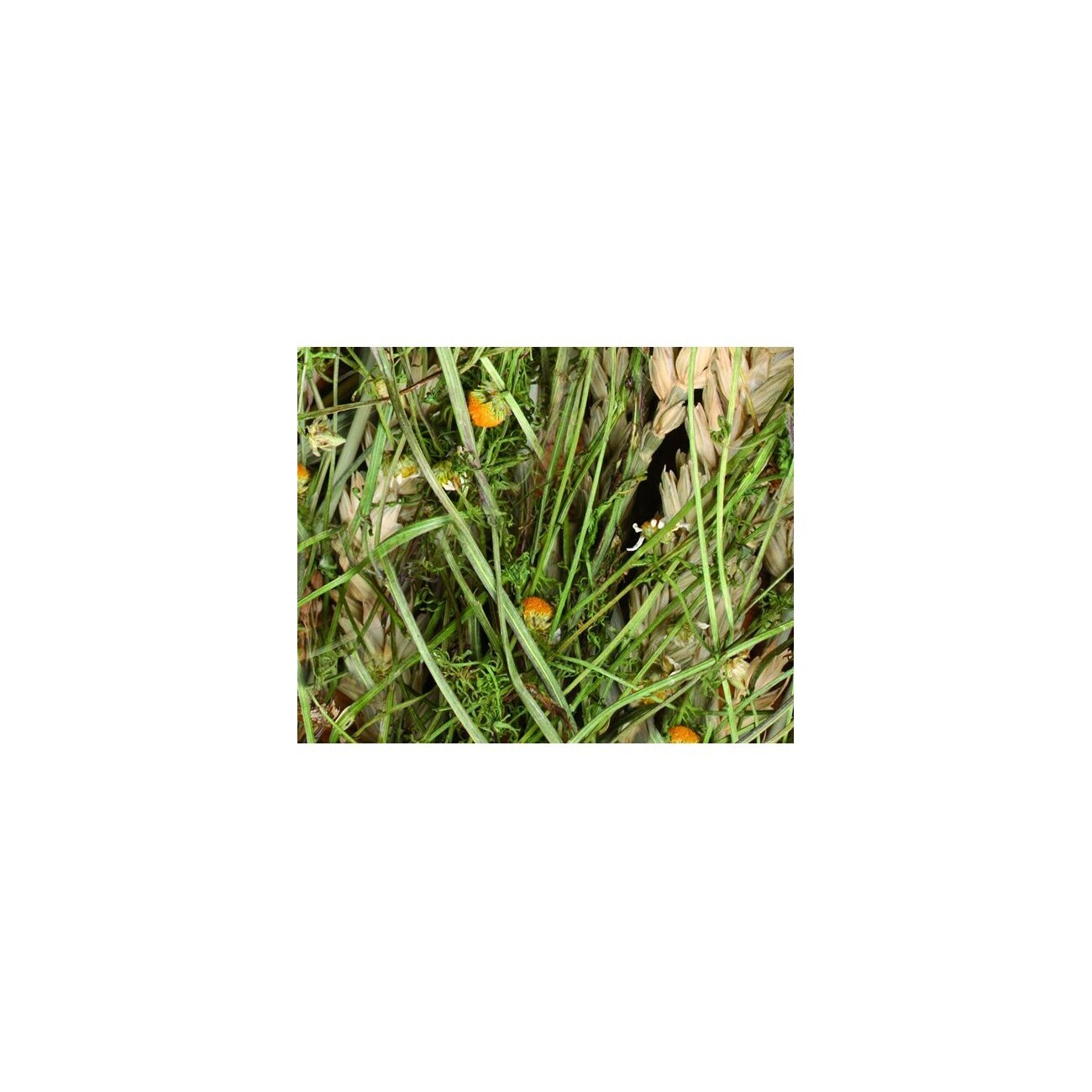 JR Farm Kamillen-Ernte 5x80g