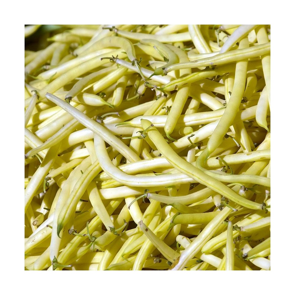 Graines de haricot nain beurre fructidor/phaseolus vulgaris nain beurre fructidor[-]sachet de 15 gr.