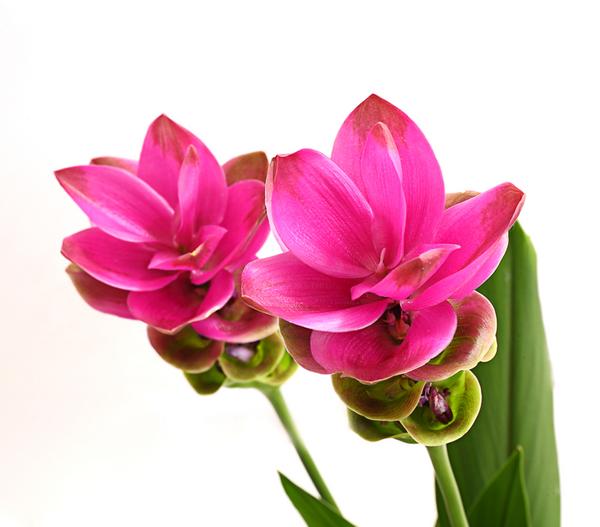Indische Safranwurz - Curcuma alismatifolia
