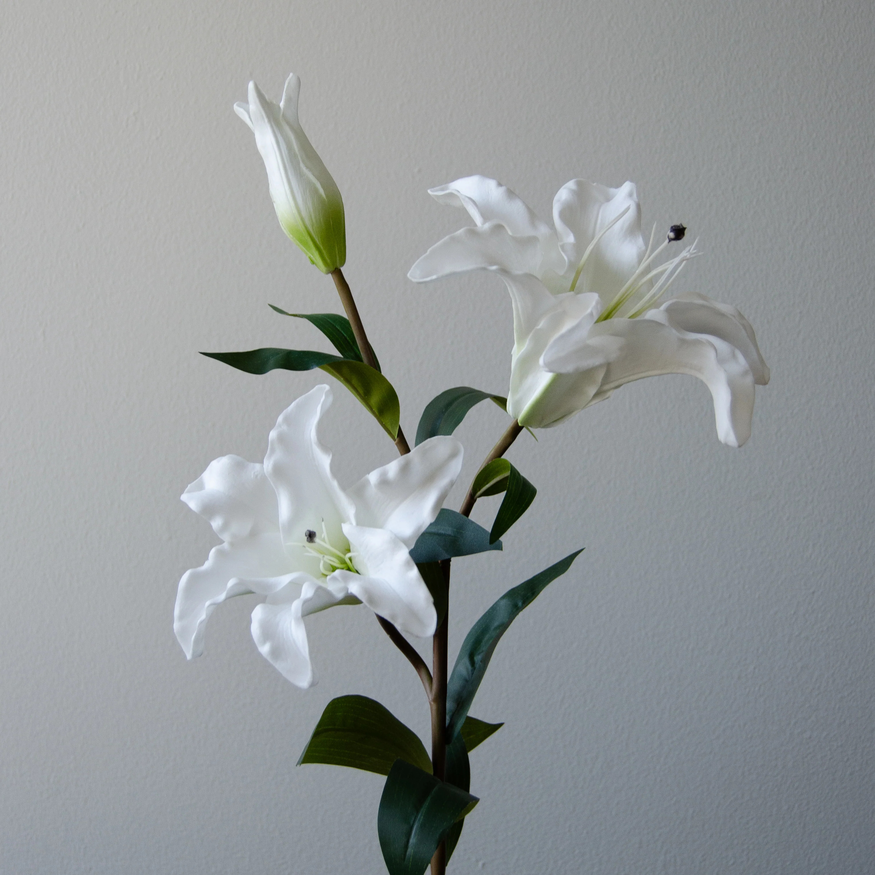Botané  Majestic Lily blomst - hvid