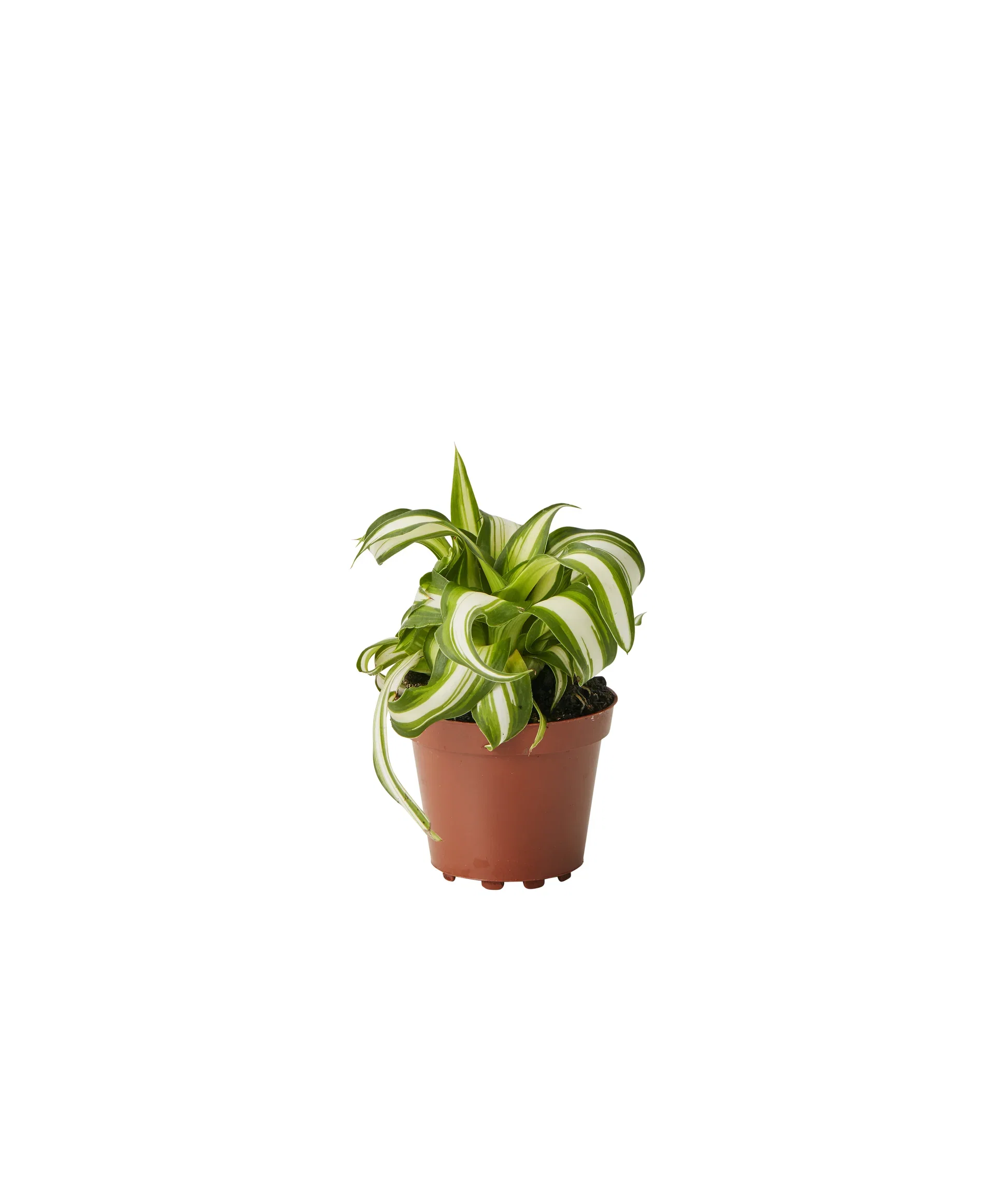 Chlorophytum comosum 'Variegatum' Grønnrenner Høyde 10 cm