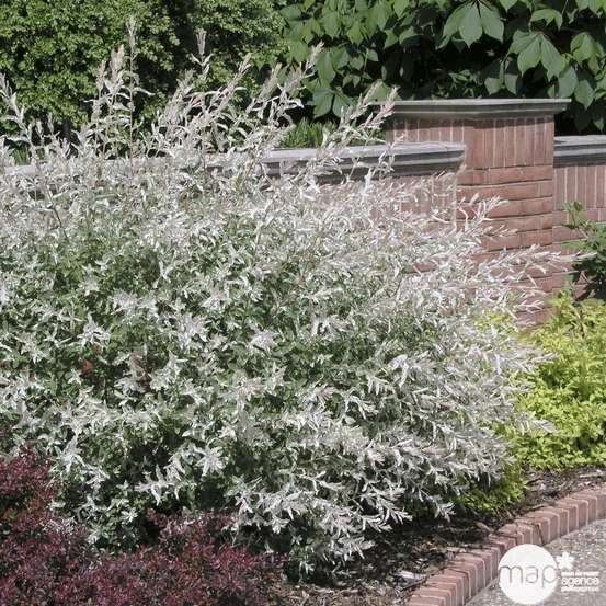 Salix integra ' Hakuro Nishiki ' : 1/4 tige ctr 5 litres