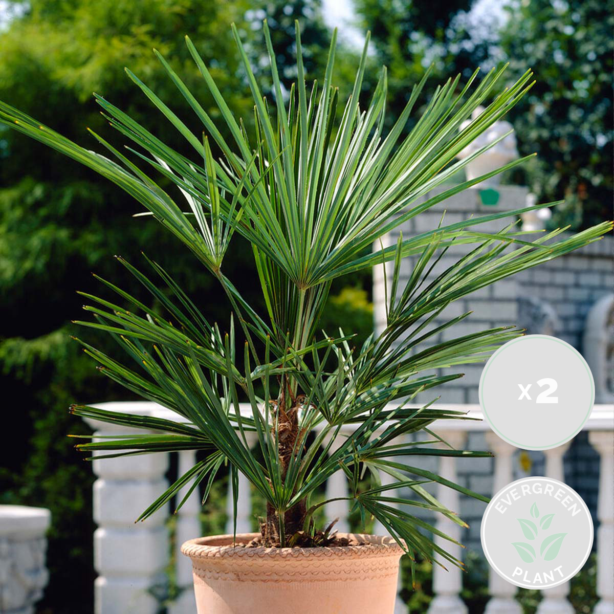 2x washingtonia robusta - palmier mexicain - palmier extérieur - persistant – ⌀17 cm - ↕60-75 cm