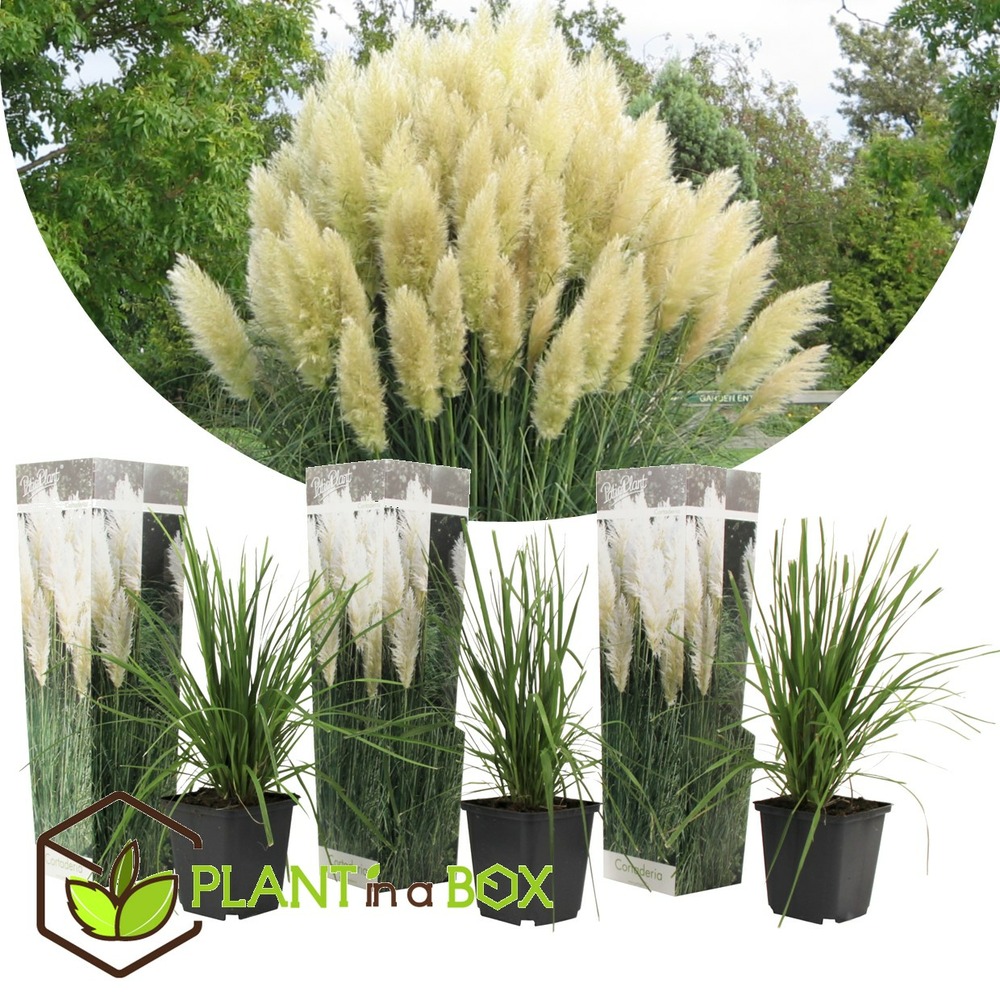 Herbe de la pampa selloana - set de 3 - la pampa - blanc - pot 9cm - hauteur 25-40cm