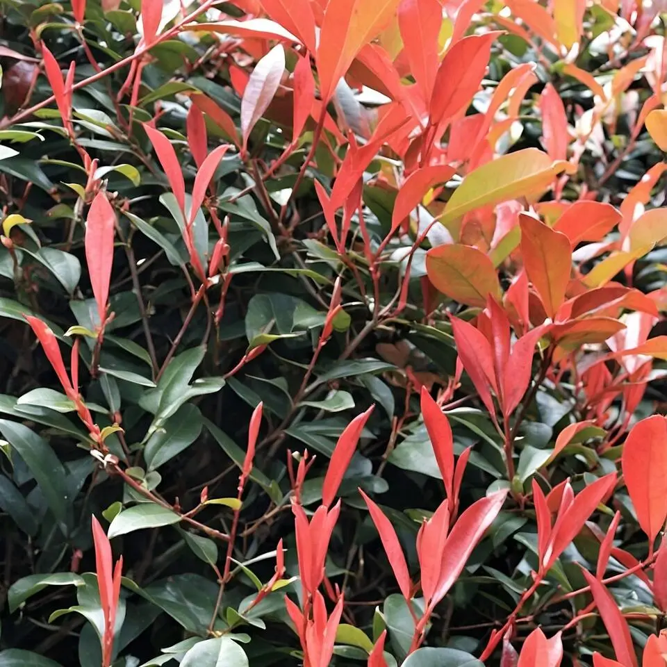 Glansmispel - Set van 6 - Photinia fraseri 'Red Robin' - Hoogte 30-40cm - ⌀17cm