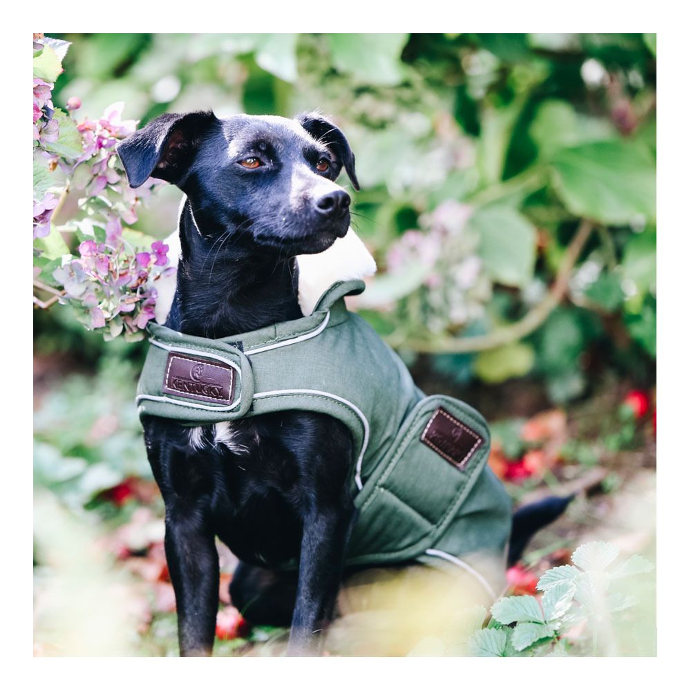 Kentucky WATERPROOF 300G - Couverture pour chien olive green