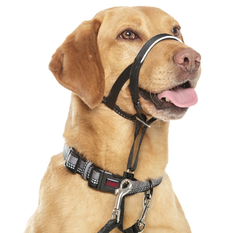 Licol Halti, noir pour chien