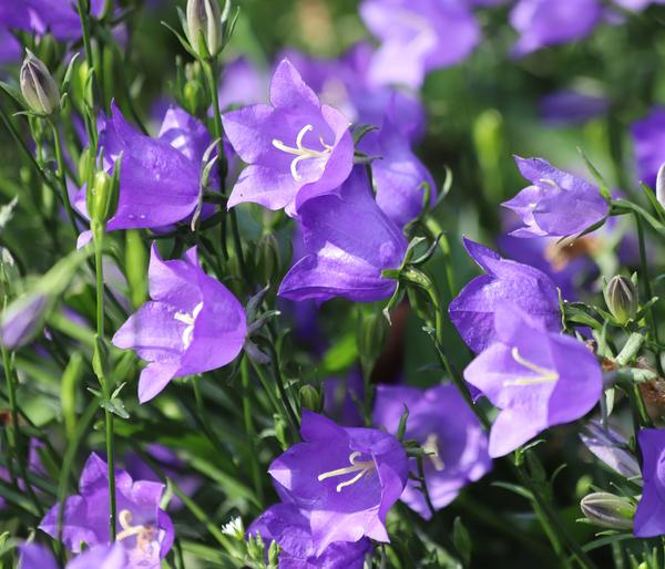 Bio Pfirsichblättrige Glockenblume