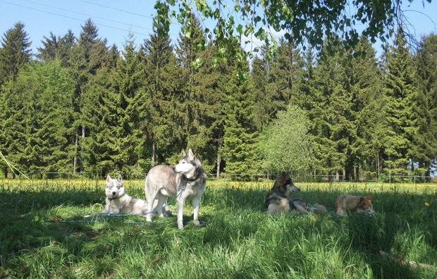 Husky-Trekking in Mödingen als Geschenkidee