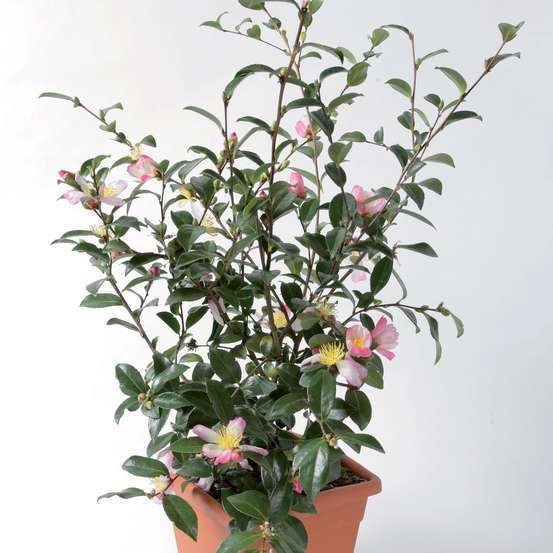 Camellia sasanqua : H 30/40 cm, ctr 3 Litres