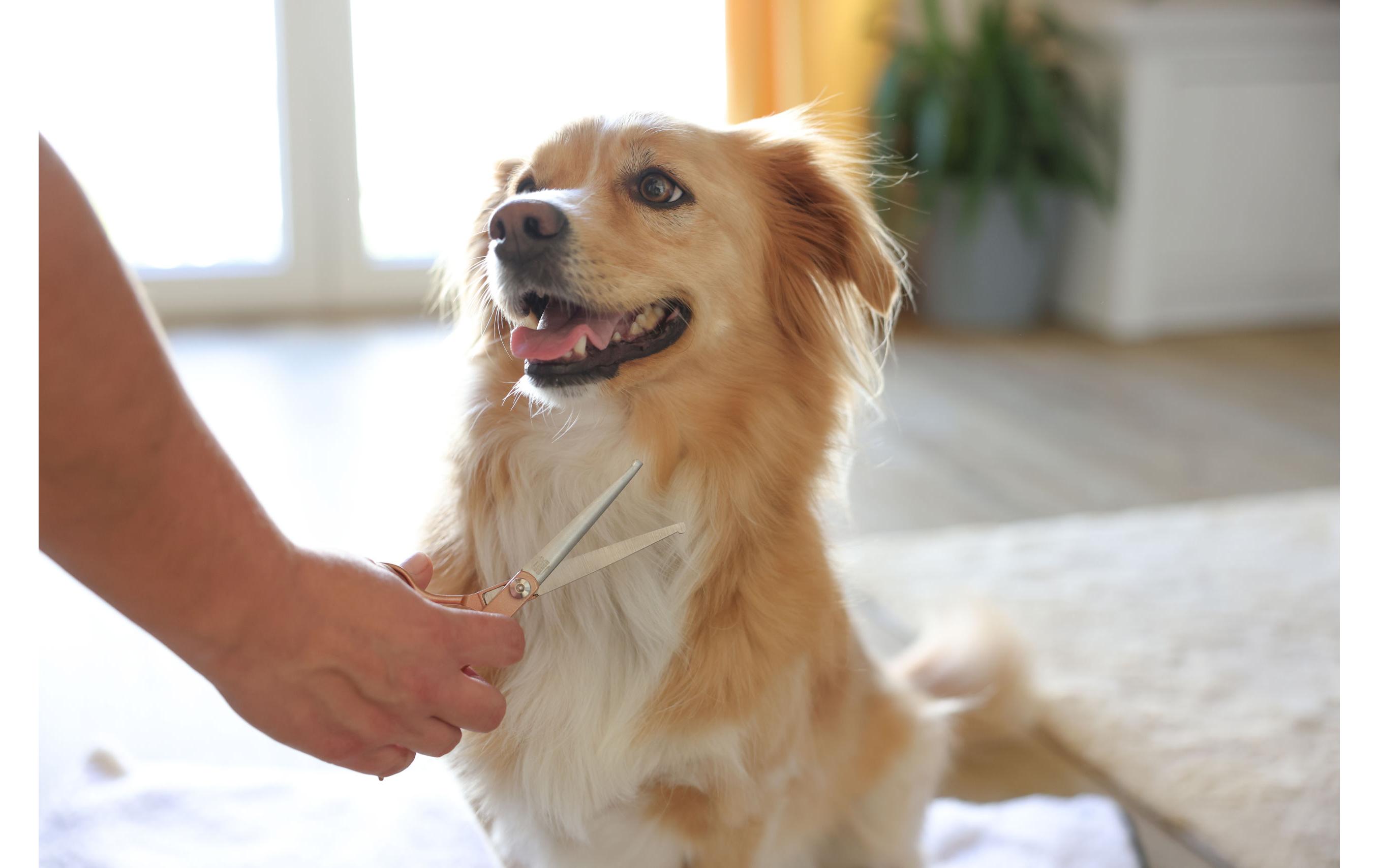 MagicBrush Grooming-Schere HundSchere zur Pflege des Fells von Hunden und Katzen