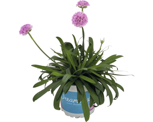 Breedbladige anjer Dreameria 'Sweet Dreams' FloraSelf D 12 cm