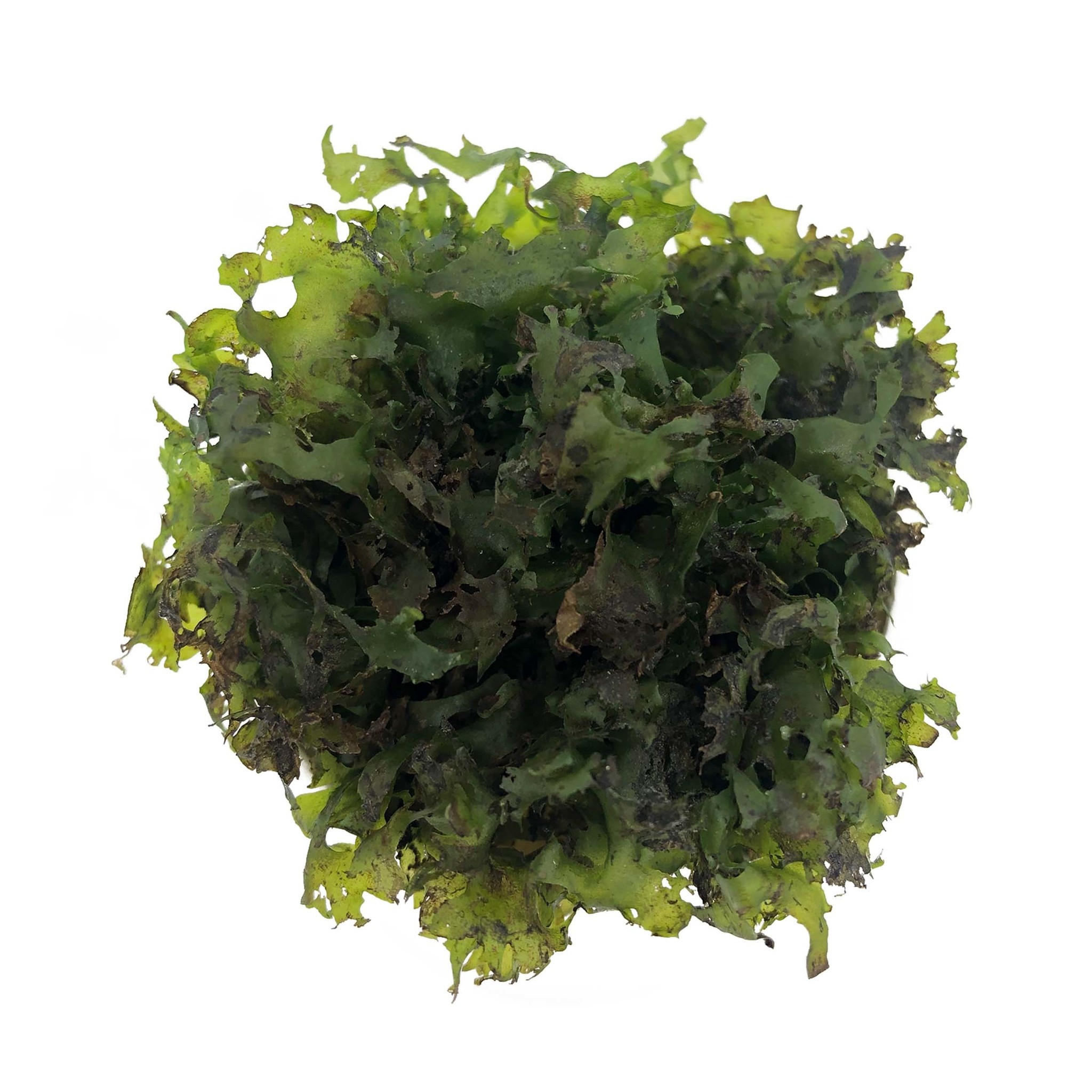 Waterplant Monosolenium (pelia) in bakje