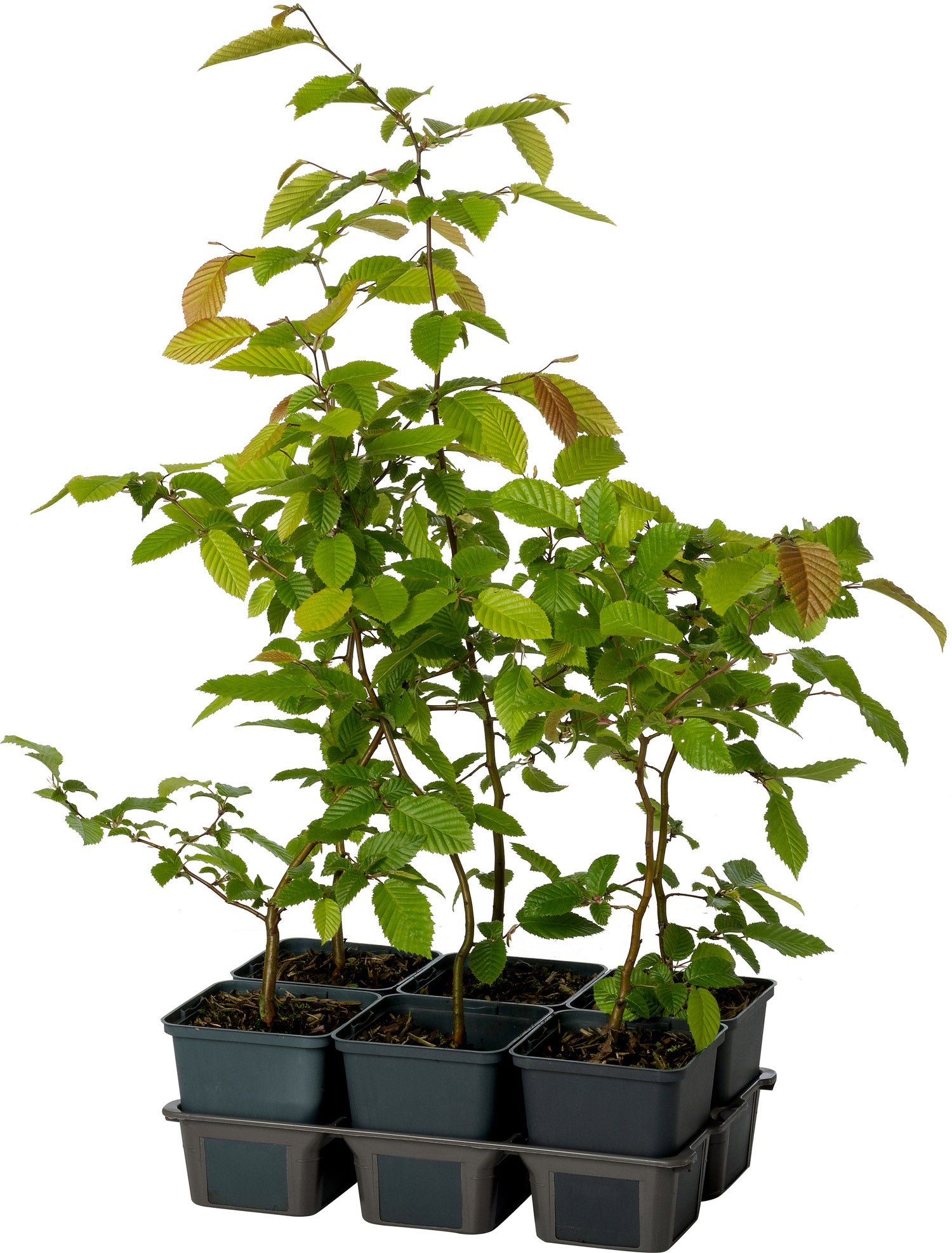 Haagbeuk (Carpinus betulus) D 9 H 60 cm