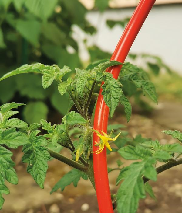 bellissa Stahl-Tomatenspirale Colorata