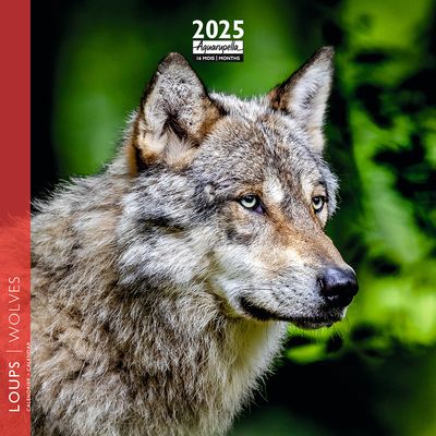 Calendrier mensuel 16x16 cm - 16 mois - Loups