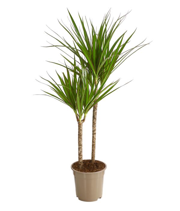 Drachenbaum - Dracaena marginata