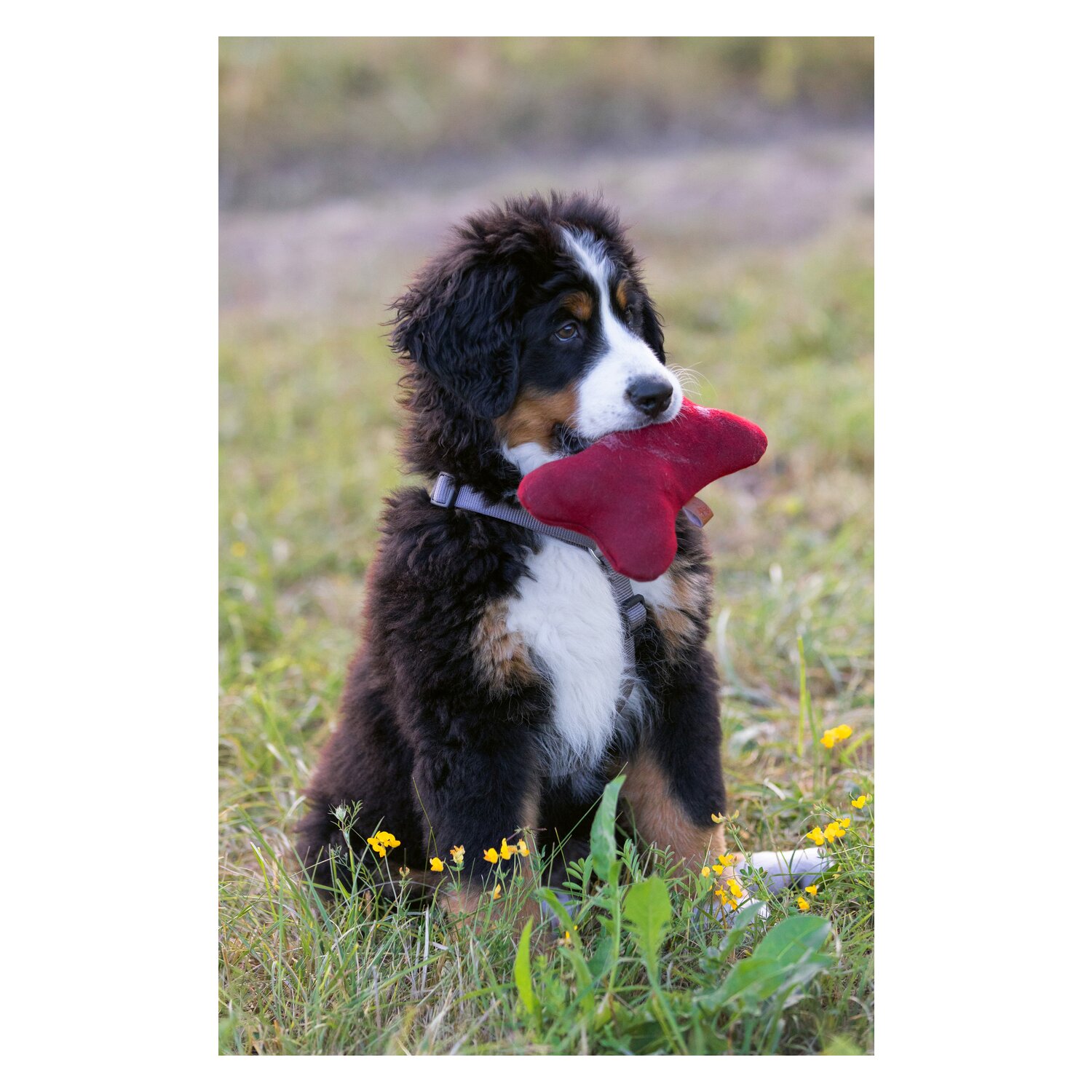 pawberry Baumwollspielzeug Bone  - burgund