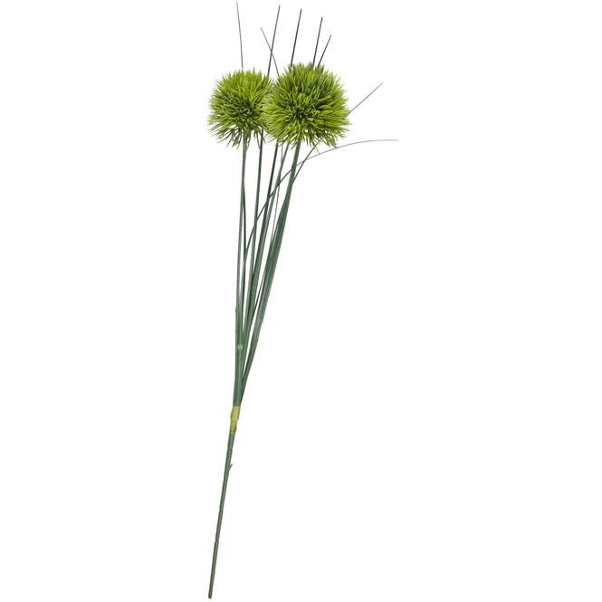 Allium - ca. 48 cm - 1 Stück
