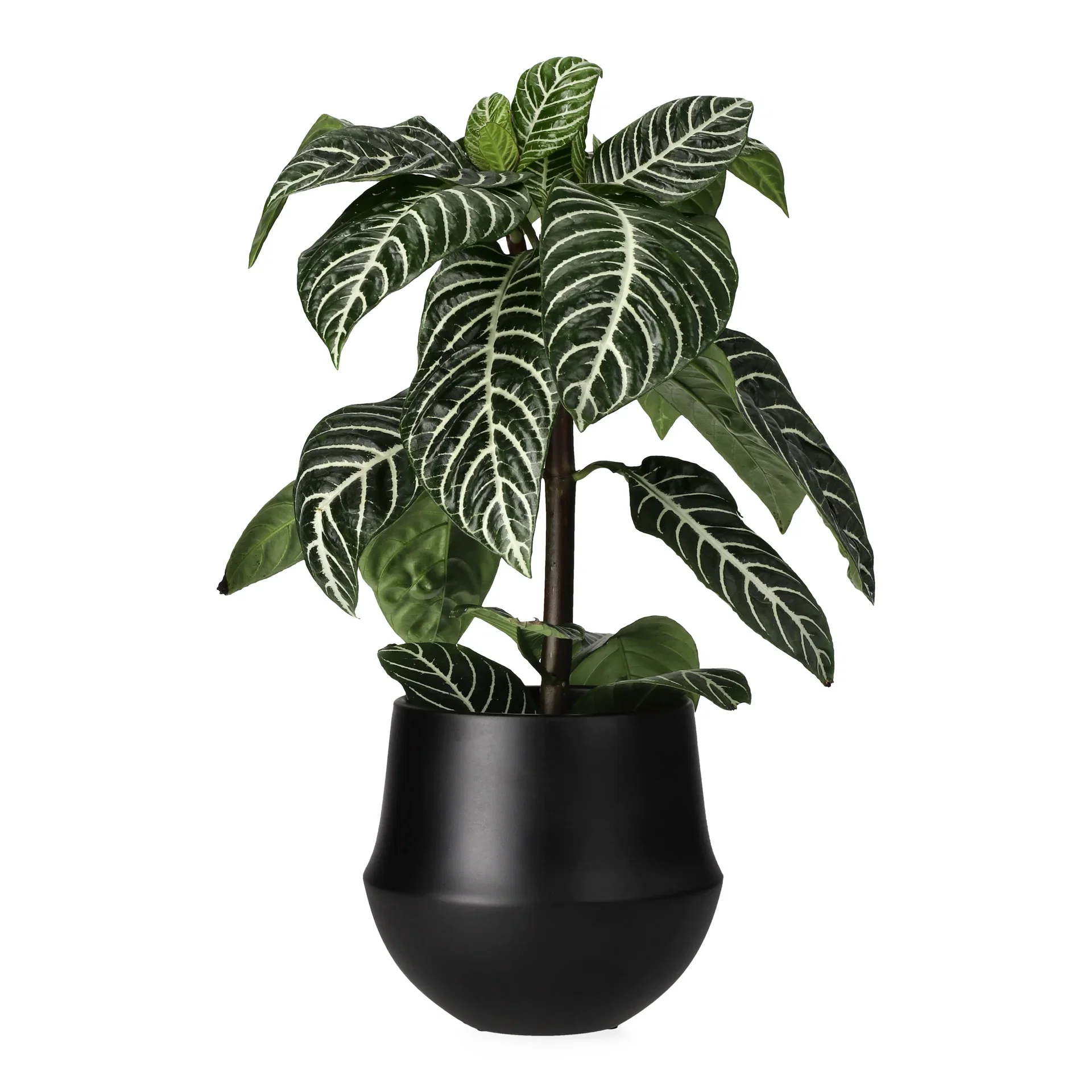Aphelandra squarosa Aphelandra squarrosa Høyde 30 cm