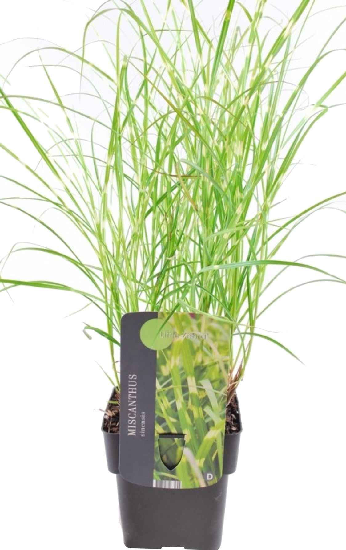 Chinees riet (Miscanthus sinensis 'Little Zebra') D 17 H 10 cm