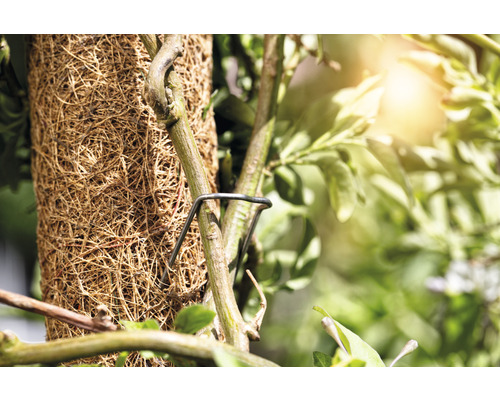 WINDHAGER plantenstokken, metalen bevestigingsaccessoires voor plantenstokken, 50 stuks; plantenklemmen voor kokosvezel plantenstokken