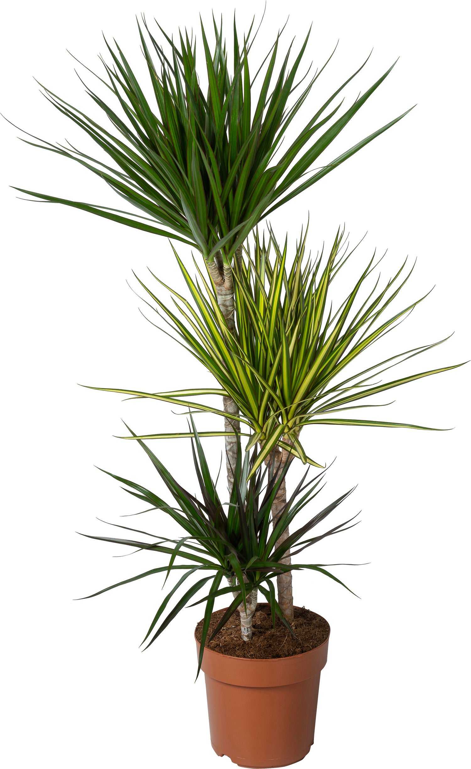 Drakenbloedboom (Dracaena marginata 'Carnaval') D 21 H 115 cm