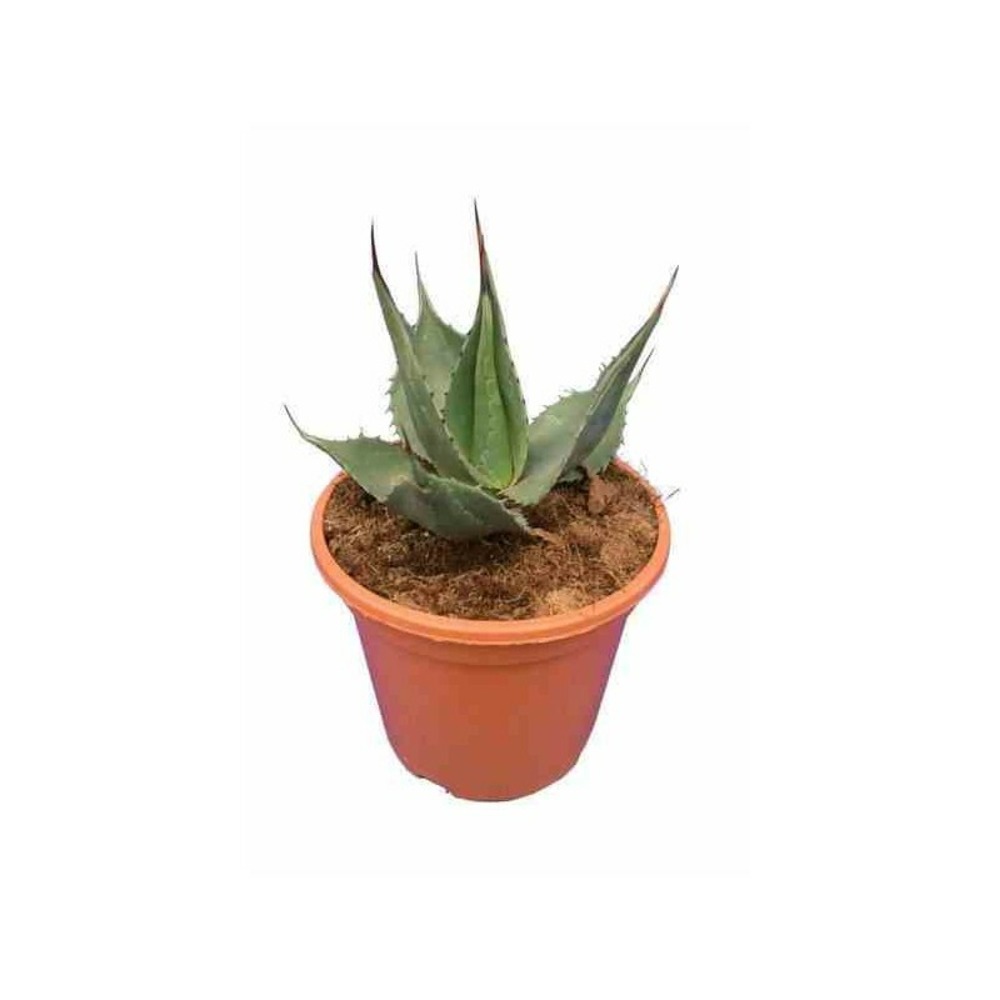Agave americana cv. Havardiana jaune - taille pot de 5 litres