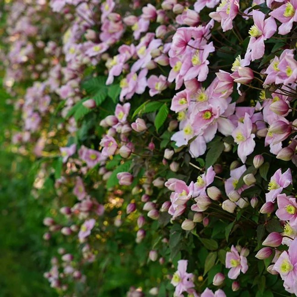 Clématite 'mayleen' - clematis montana 3l
