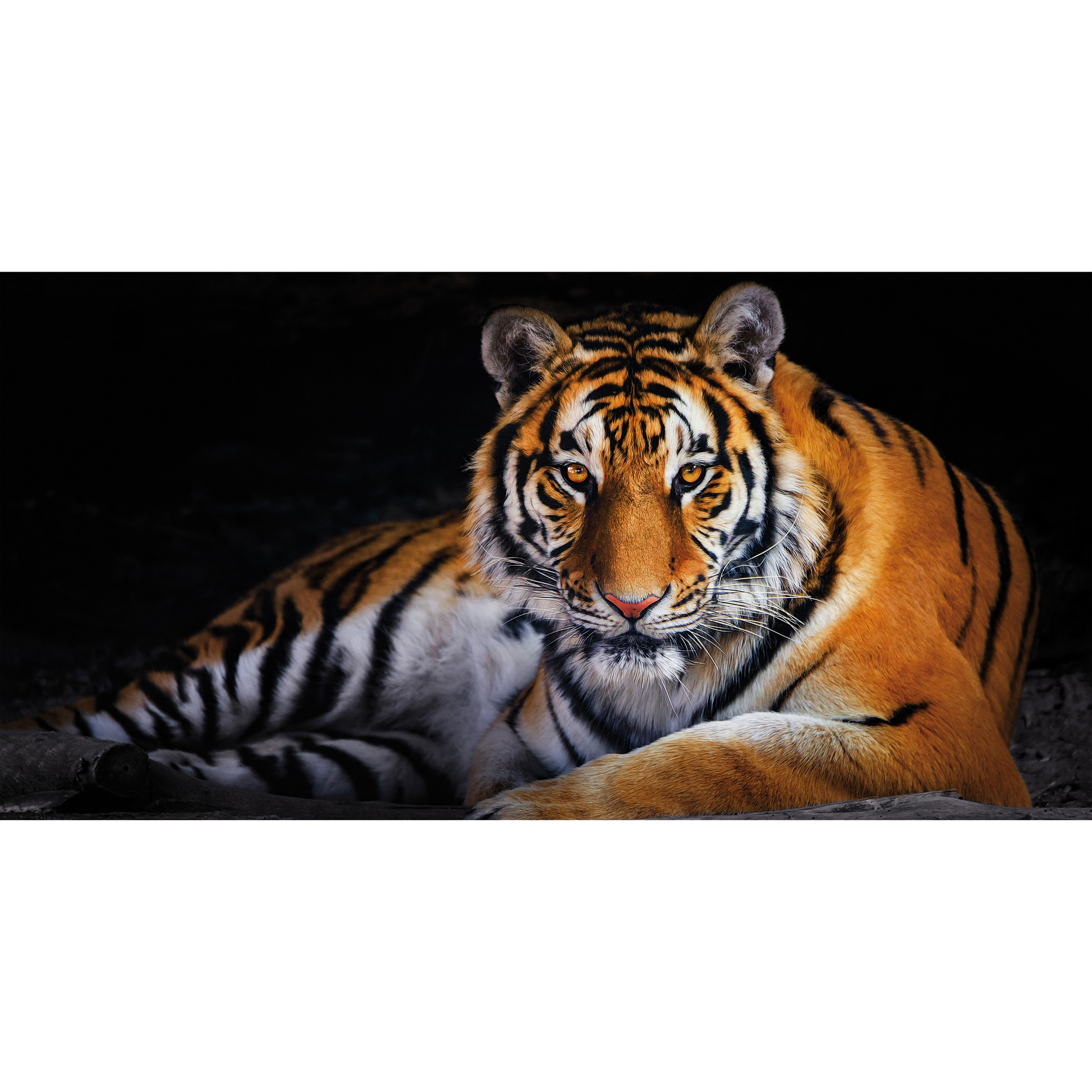 Keilrahmenbild TIGER - 100x50 cm