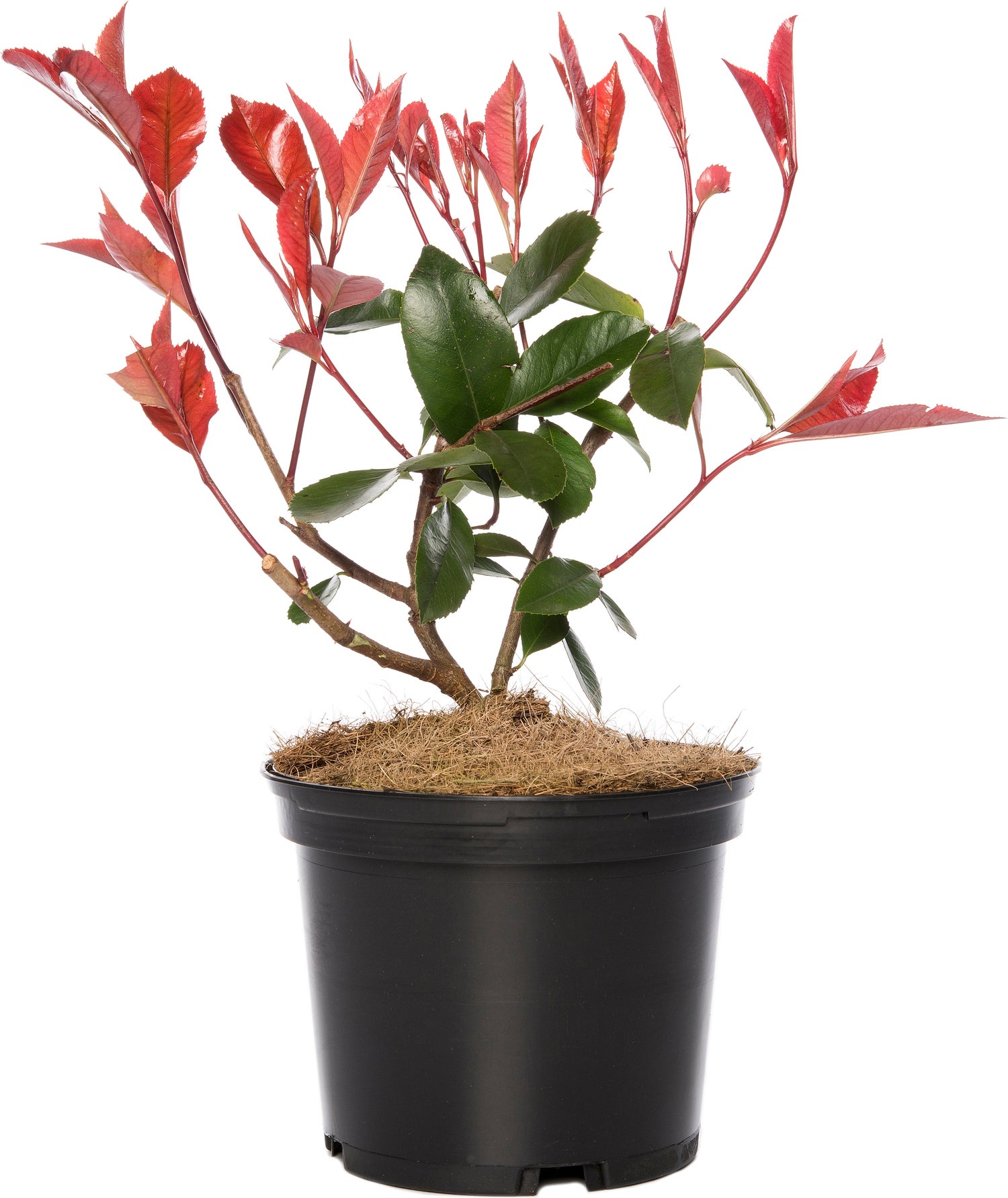 Glansmispel (Photinia x fraseri 'Red Robin') D 17 H 35 cm