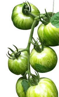 Solanum lycopersicum 'Green Zebra' Tomat ‘Green Zebra’ Ø10,5 cm