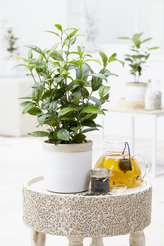 Théier - camélia 'sinensis' lot de 3 - plante d'extérieur et pot de culture ⌀10.5 cm - ↕20 cm