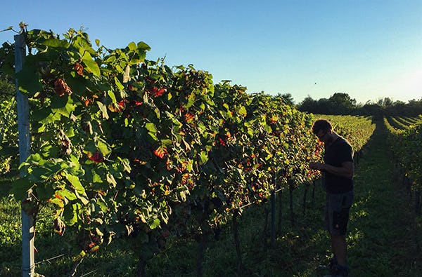 Online Weinprobe