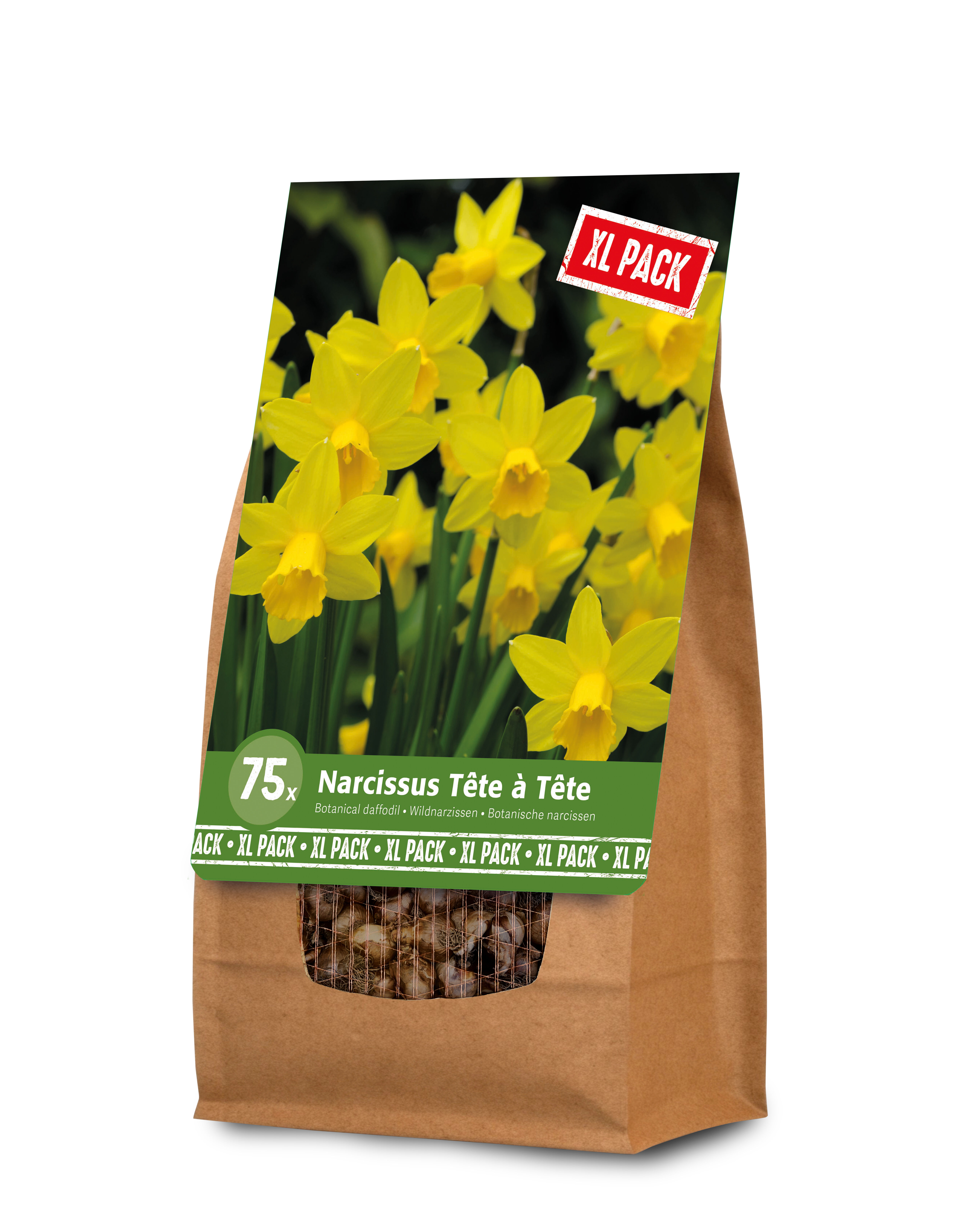 Florex Narcis - Bloembollen - XL zak